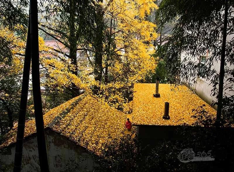 黃葉紛飛、夕陽晚照.jpg
